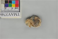 藏品(鳥)的圖片